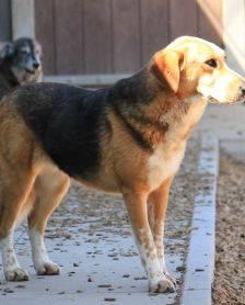 Macy – Jagdhund-Mix, Weibchen, 6 Jahre 2 Monate, 70195 Stuttgart-Botnang – Foto 3