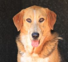 Macy – Jagdhund-Mix, Weibchen, 6 Jahre 2 Monate, 70195 Stuttgart-Botnang – Foto 4