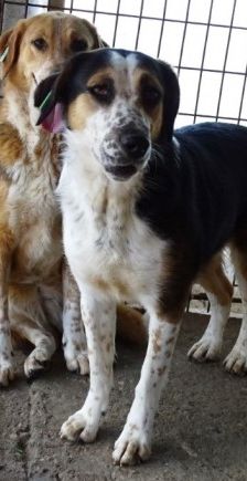 Macy – Jagdhund-Mix, Weibchen, 6 Jahre 2 Monate, 70195 Stuttgart-Botnang – Foto 5