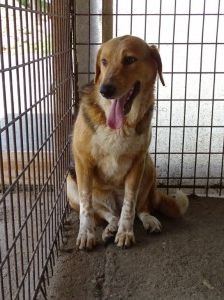 Macy – Jagdhund-Mix, Weibchen, 6 Jahre 2 Monate, 70195 Stuttgart-Botnang – Foto 6