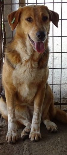 Macy – Jagdhund-Mix, Weibchen, 6 Jahre 2 Monate, 70195 Stuttgart-Botnang – Foto 7