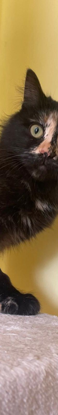 Katrin – Mischling, Weibchen, 6 Monate, Hemmingen – Foto 4