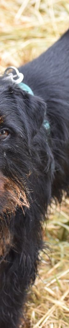 Ares – Jagdterrier, Männchen, 3 Jahre 2 Monate, 83026 Rosenheim – Foto 2