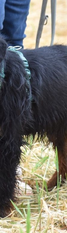 Ares – Jagdterrier, Männchen, 3 Jahre 2 Monate, 83026 Rosenheim – Foto 3