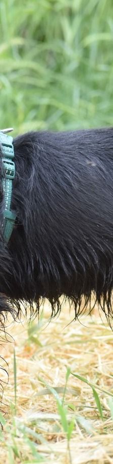 Ares – Jagdterrier, Männchen, 3 Jahre 2 Monate, 83026 Rosenheim – Foto 5