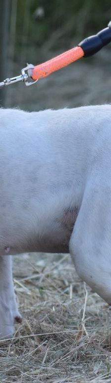 Misshi – Istrische Bracke, Weibchen, 2 Jahre, 85622 Feldkirchen – Foto 1