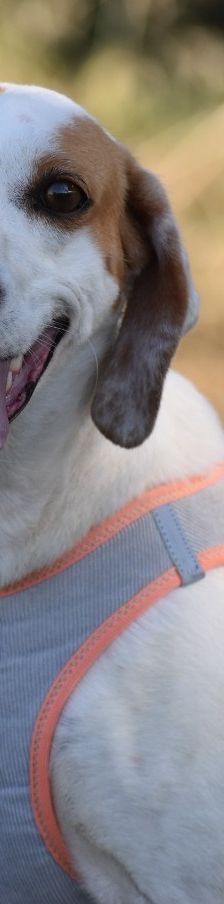 Misshi – Istrische Bracke, Weibchen, 2 Jahre, 85622 Feldkirchen – Foto 2