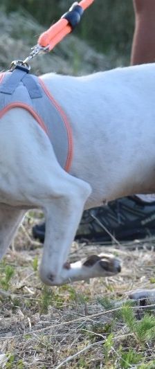 Misshi – Istrische Bracke, Weibchen, 2 Jahre, 85622 Feldkirchen – Foto 7