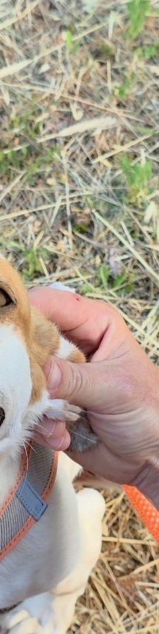 Misshi – Istrische Bracke, Weibchen, 2 Jahre, 85622 Feldkirchen – Foto 9