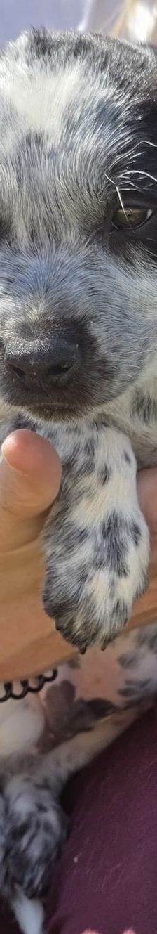 Tyson und Tex – Mischlinge, Männchen, 3 Monate, 71065 Sindelfingen – Foto 3