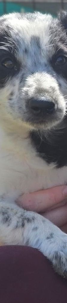 Tyson und Tex – Mischlinge, Männchen, 3 Monate, 71065 Sindelfingen – Foto 4