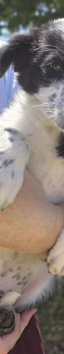 Tyson und Tex – Mischlinge, Männchen, 3 Monate, 71065 Sindelfingen – Foto 5