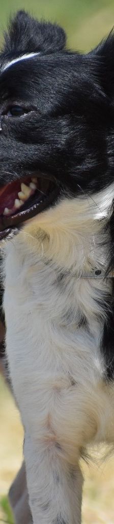 Vindi – Mischling, Männchen, 3 Jahre 2 Monate, 69207 Mannheim – Foto 2