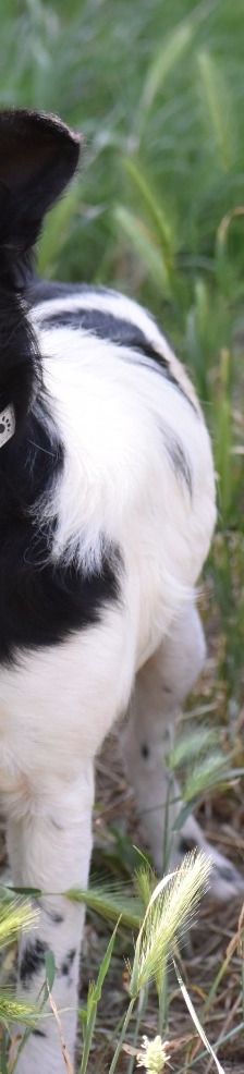 Vindi – Mischling, Männchen, 3 Jahre 2 Monate, 69207 Mannheim – Foto 5