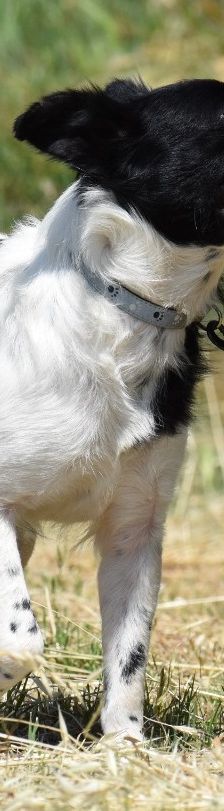 Vindi – Mischling, Männchen, 3 Jahre 2 Monate, 69207 Mannheim – Foto 6