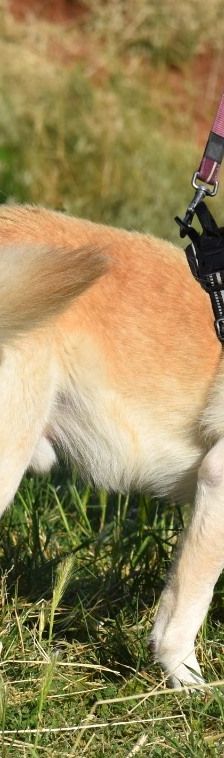 Skippy – Mischling, Männchen, 8 Jahre 4 Monate, 51503 Köln – Foto 1