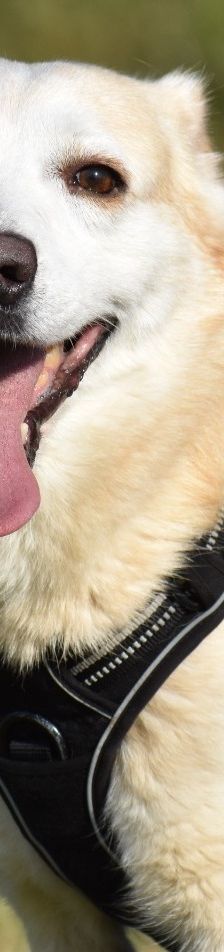 Skippy – Mischling, Männchen, 8 Jahre 4 Monate, 51503 Köln – Foto 5