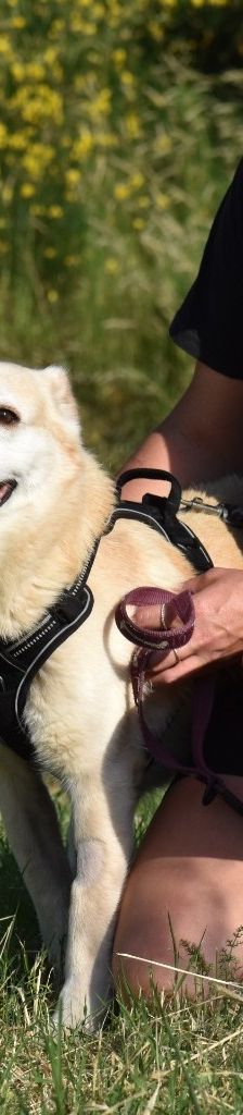 Skippy – Mischling, Männchen, 8 Jahre 4 Monate, 51503 Köln – Foto 8