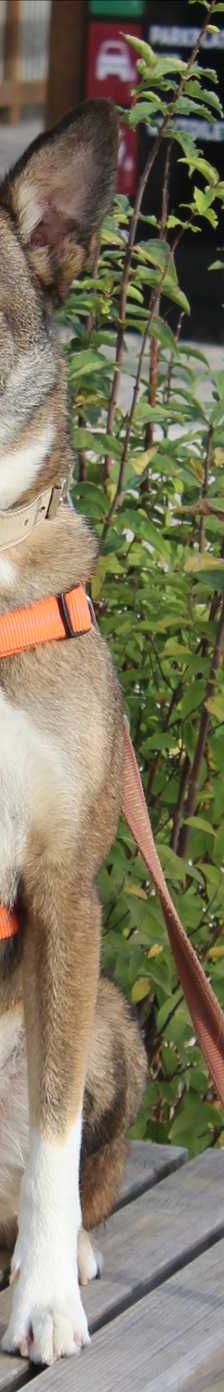 WILLY – Schäferhund, Mix, Männchen, 4 Jahre, 81829 München – Foto 1