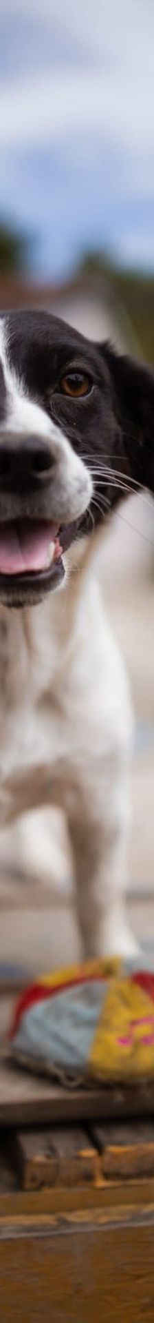Jupi – Mischling, Weibchen, Alter unbekannt, Nordic Strays e.V. – Foto 1