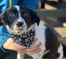 Jupi – Mischling, Weibchen, Alter unbekannt, Nordic Strays e.V. – Foto 2