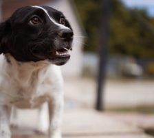 Jupi – Mischling, Weibchen, Alter unbekannt, Nordic Strays e.V. – Foto 3