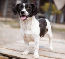 Jupi – Mischling, Weibchen, Alter unbekannt, Nordic Strays e.V. – Foto 4