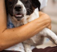 Jupi – Mischling, Weibchen, Alter unbekannt, Nordic Strays e.V. – Foto 5
