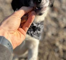 Jupi – Mischling, Weibchen, Alter unbekannt, Nordic Strays e.V. – Foto 6