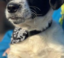 Jupi – Mischling, Weibchen, Alter unbekannt, Nordic Strays e.V. – Foto 7