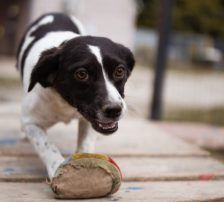Jupi – Mischling, Weibchen, Alter unbekannt, Nordic Strays e.V. – Foto 8
