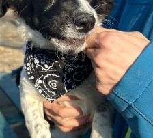 Jupi – Mischling, Weibchen, Alter unbekannt, Nordic Strays e.V. – Foto 9