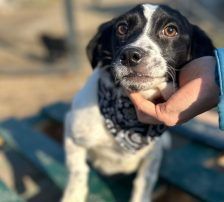 Jupi – Mischling, Weibchen, Alter unbekannt, Nordic Strays e.V. – Foto 10