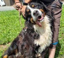 Ben – Bernersennenhund, Männchen, 5 Jahre, Nordic Strays e.V. – Foto 2