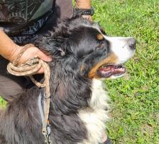 Ben – Bernersennenhund, Männchen, 5 Jahre, Nordic Strays e.V. – Foto 3