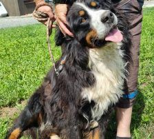 Ben – Bernersennenhund, Männchen, 5 Jahre, Nordic Strays e.V. – Foto 4