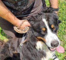 Ben – Bernersennenhund, Männchen, 5 Jahre, Nordic Strays e.V. – Foto 5