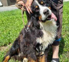 Ben – Bernersennenhund, Männchen, 5 Jahre, Nordic Strays e.V. – Foto 6