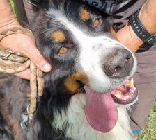 Ben – Bernersennenhund, Männchen, 5 Jahre, Nordic Strays e.V. – Foto 7
