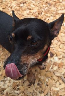 Gelasio – Pinscher-Mix, Männchen, 6 Jahre, 97074 Würzburg – Foto 1