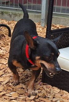 Gelasio – Pinscher-Mix, Männchen, 6 Jahre, 97074 Würzburg – Foto 2
