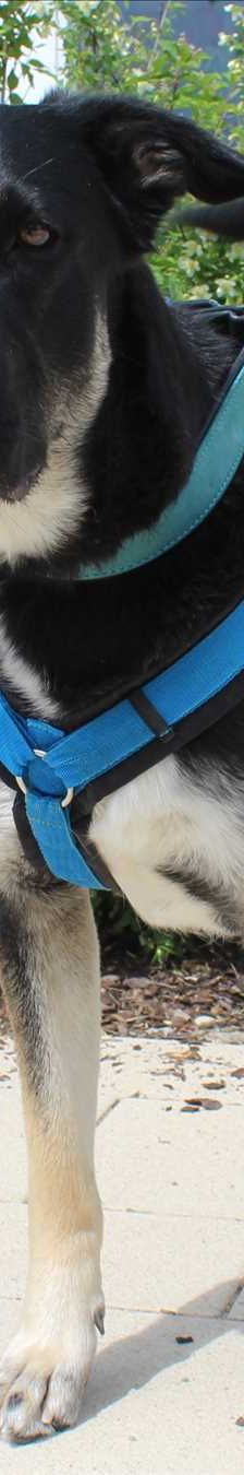 RICKY – Schäferhund, Mix, Männchen, 3 Jahre 7 Monate, 81829 München – Foto 1