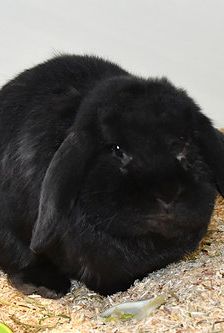 Finn – Widdermix-Zwergkaninchen, Männchen, 1 Jahr, 90537 Feucht – Foto 1