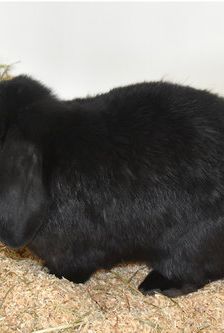 Finn – Widdermix-Zwergkaninchen, Männchen, 1 Jahr, 90537 Feucht – Foto 2
