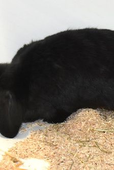 Finn – Widdermix-Zwergkaninchen, Männchen, 1 Jahr, 90537 Feucht – Foto 3