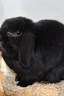 Finn – Widdermix-Zwergkaninchen, Männchen, 1 Jahr, 90537 Feucht – Foto 4