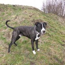 Odin – Staffordshire - Mischling, Männchen, 20 Monate, 97525 Schwebheim – Foto 1