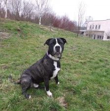Odin – Staffordshire - Mischling, Männchen, 20 Monate, 97525 Schwebheim – Foto 2