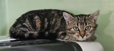 Odin – Staffordshire - Mischling, Männchen, 20 Monate, 97525 Schwebheim – Foto 3