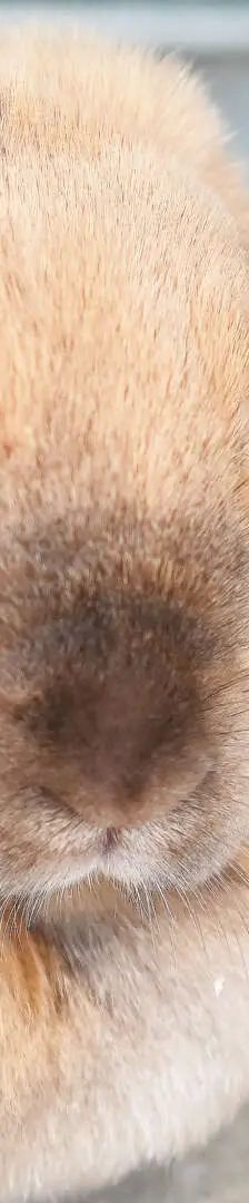 Floki, Lisa, Lilly & Nr 5 – Löwenköpfchen, Zwergwidder, Mix, Männchen, Alter unbekannt, 13057 Berlin – Foto 1